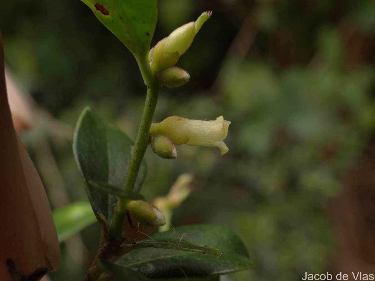 Diospyros ferrea (Willd.) Bakh.